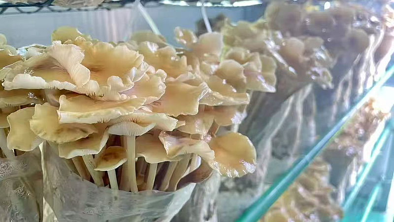 棚掌柜 打造會思考的‘農場’，以軟件開發賦能現代農業新發展